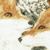 Заиндевелые деревья-Дружные лисицы - художник нихонга Кондо Юкио